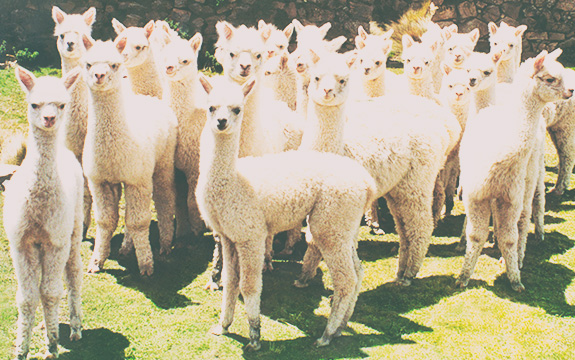 アルパカ (ALPACA)