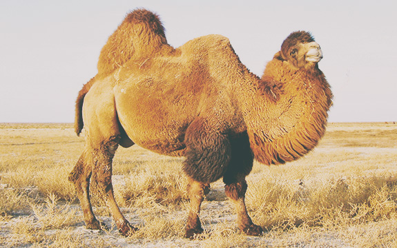 キャメル　CAMEL